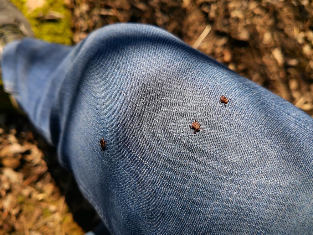 Ticks found on the blue jeans of a man