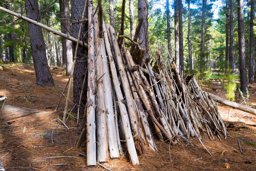 A wooden survival shelter hut in pine forest