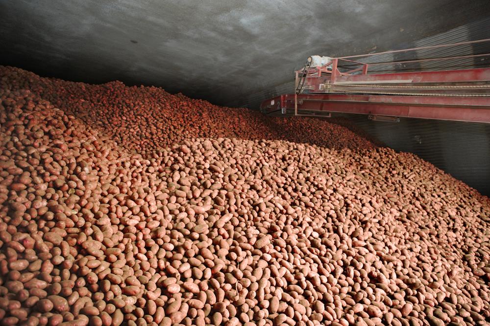 Lots of potatoes stored in a root cellar