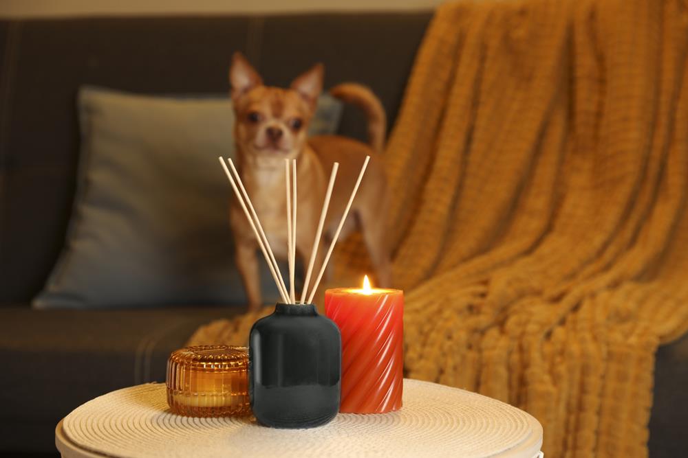 Reed air freshener, scented candles and dog on sofa indoors