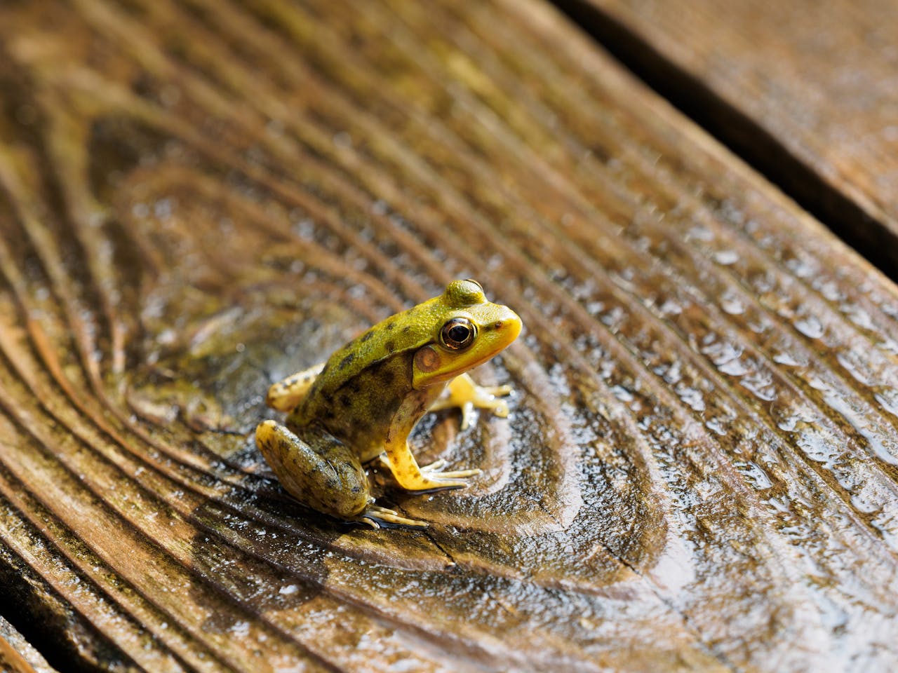 Frog Sitting on a Wooden Board