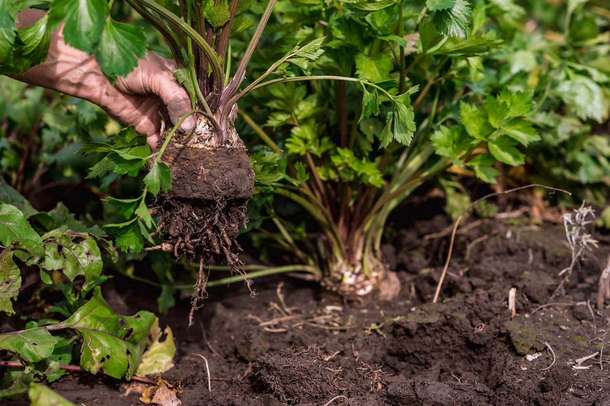 Freshly dug celery root close-up with green tops in the farmer's hand