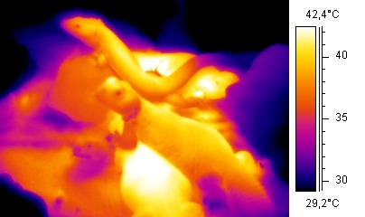 How Can Night Vision Technology be used in Hunting