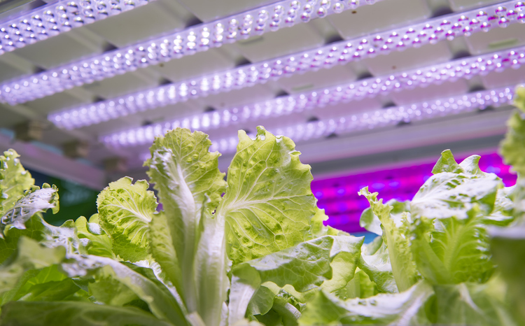 Hydroponic Crop Growth