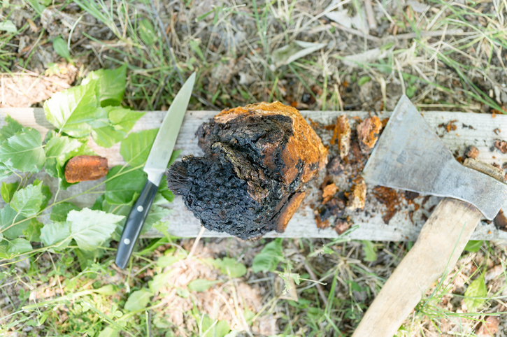 Cleaning and Preparing Foraged Foods