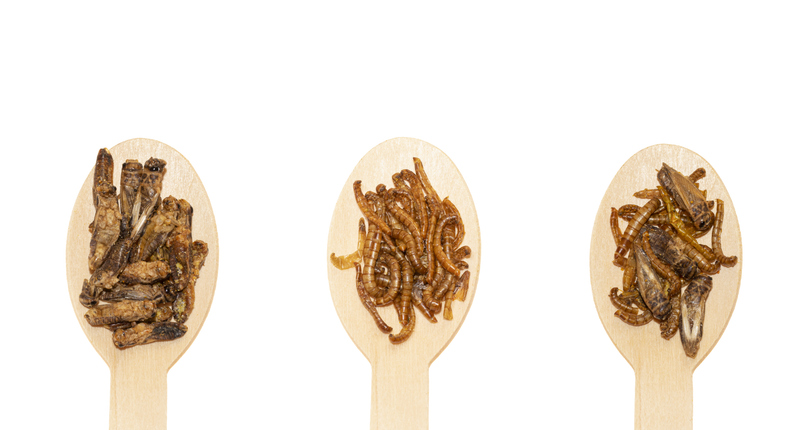 Selecting Fresh Insects