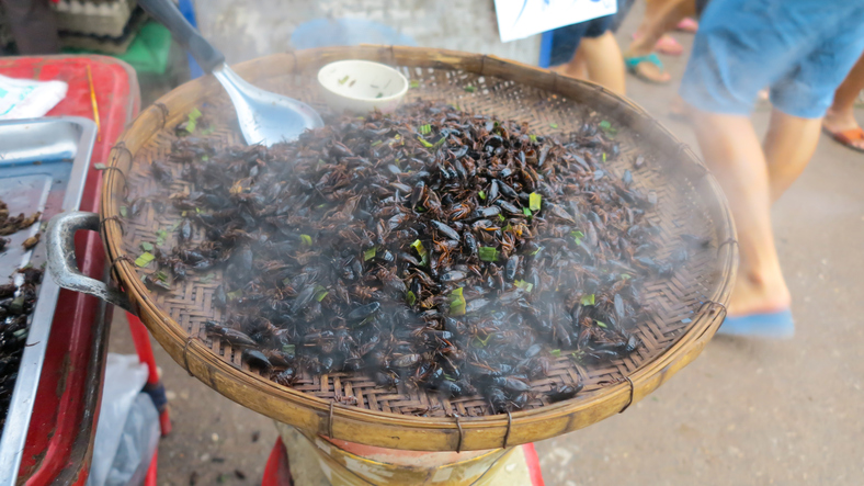 Sourcing Edible Insects