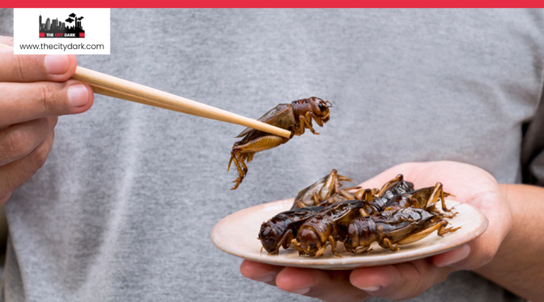 How Can Edible Insects Be Safely Prepared and Used as a Protein Source ...