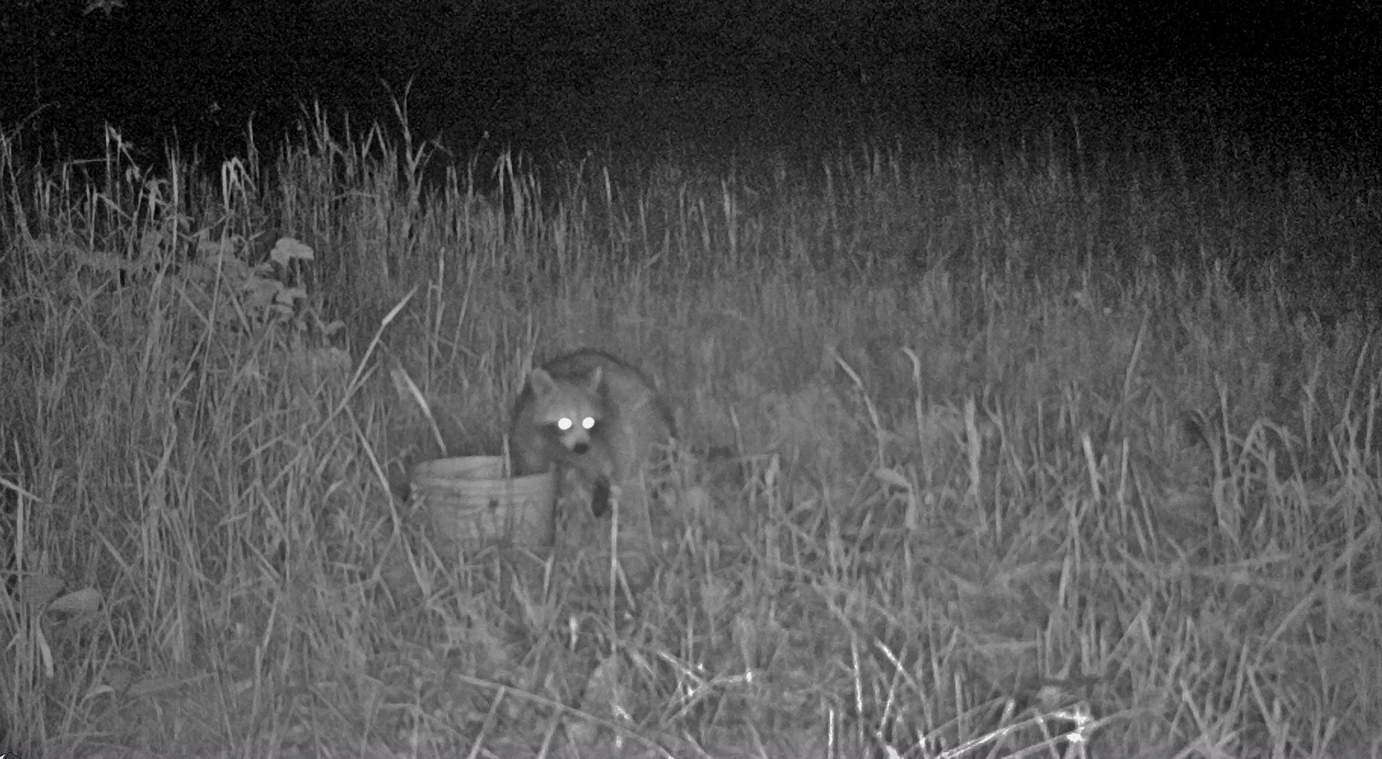 Evolution of Optical Adaptations