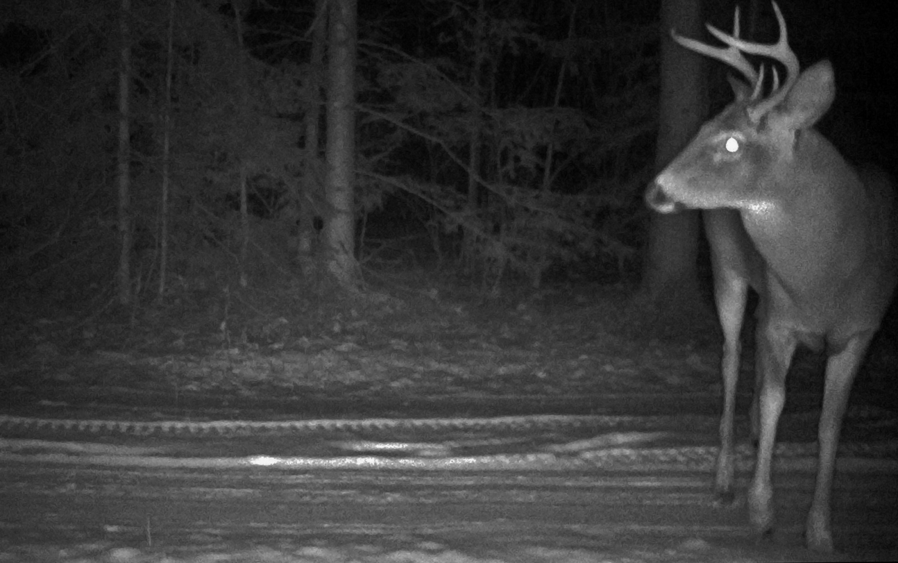 Nocturnal Animals and Their Behavior