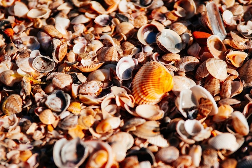 lots of seashells