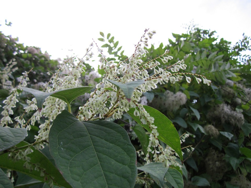 Japanese Knotweed, also known as Japanese Bamboo, Fallopia japonica, Polygonum cuspidatum
