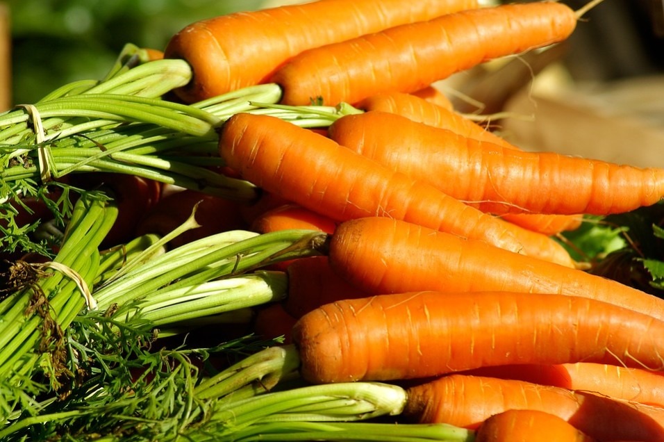 Carrots from a garden