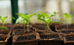 Grow plants according to the season for an effective survival garden