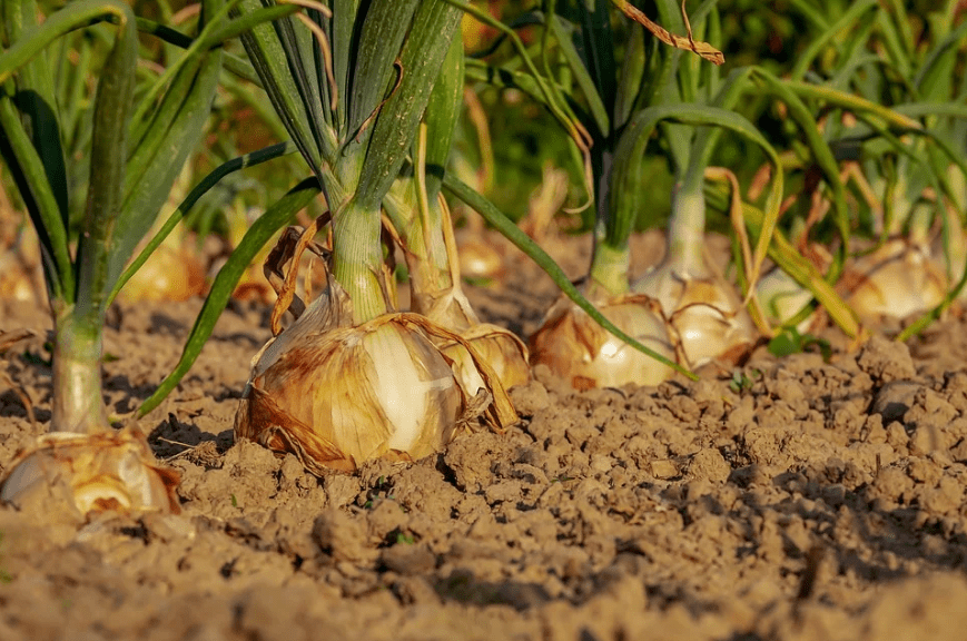 This is how onions are grown in a field.