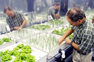 How the Pandemic Has Highlighted the Advantages of Hydroponic Gardening