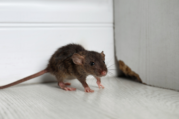 Pest and Rodent Management