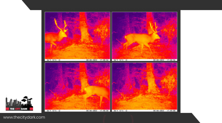 How Are Wildlife Researchers Using Night Vision for Conservation?